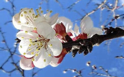 Primavera e novità
